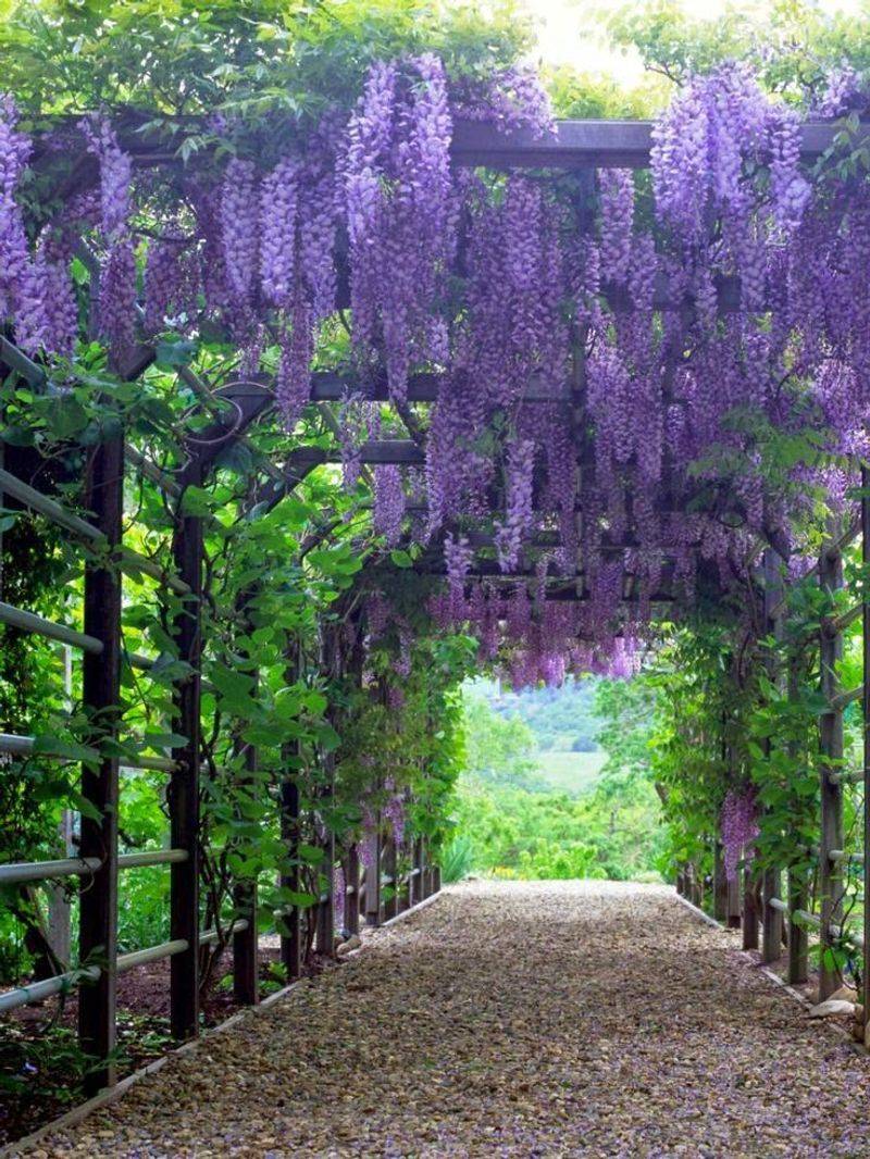 Purple Wisteria