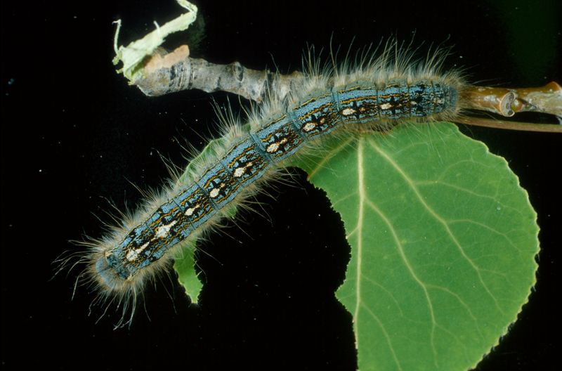 Forest Tent Caterpillar