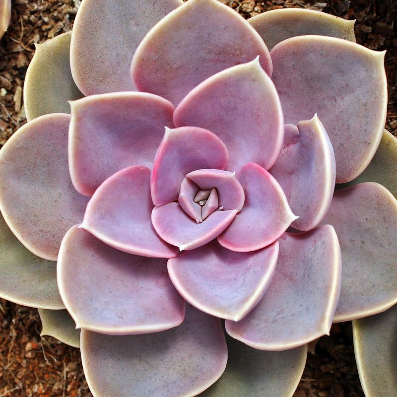 Echeveria ‘Perle von Nürnberg’
