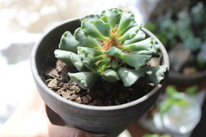 Adromischus cristatus (Key Lime Pie Plant)