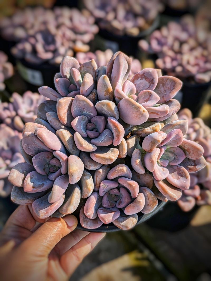 Graptopetalum ‘Murasaki’