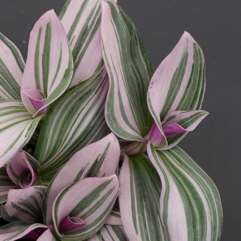 Tradescantia ‘Nanouk’