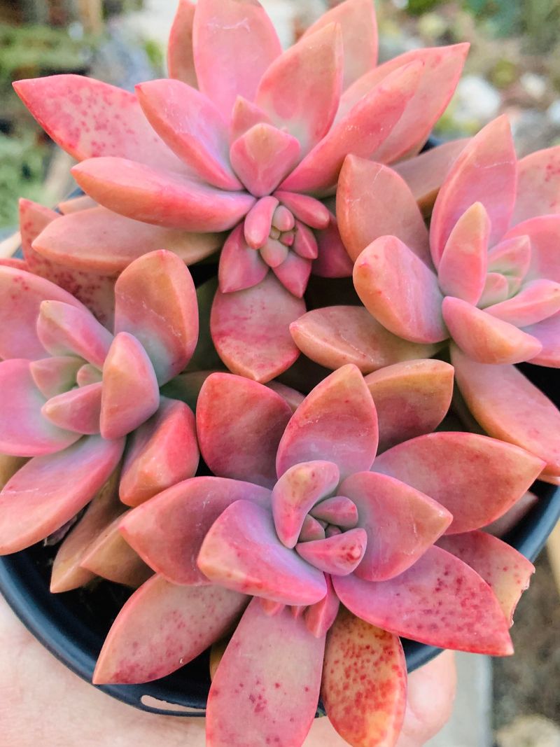 Graptosedum ‘California Sunset’