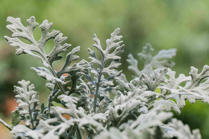 Dusty Miller