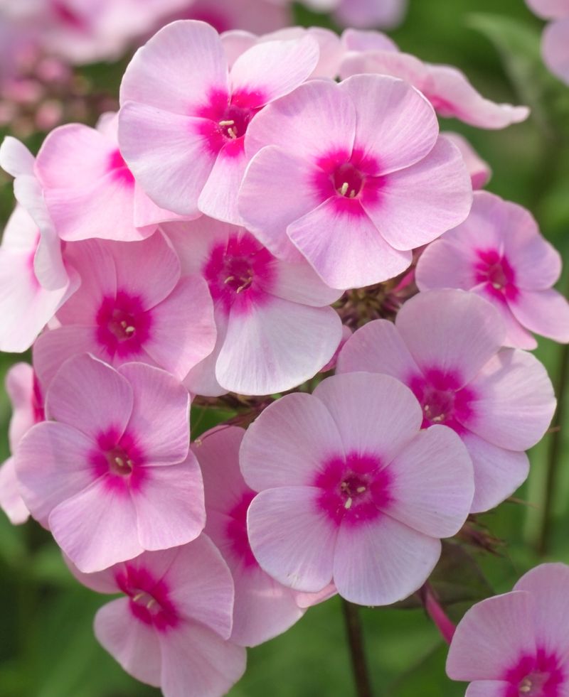 Phlox paniculata 'Bright Eyes'