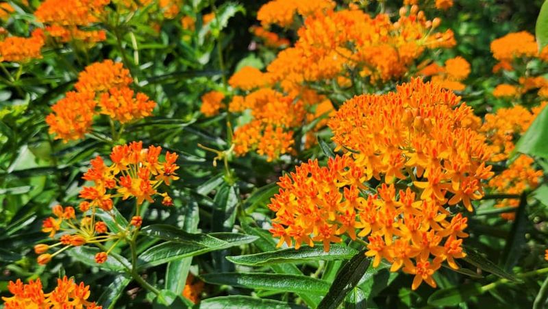 Butterfly Weed