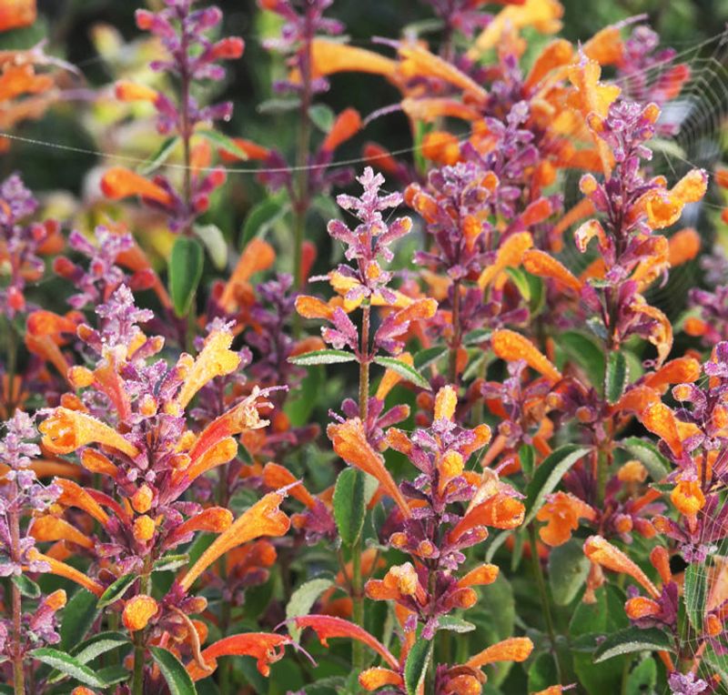 Agastache (Hyssop)