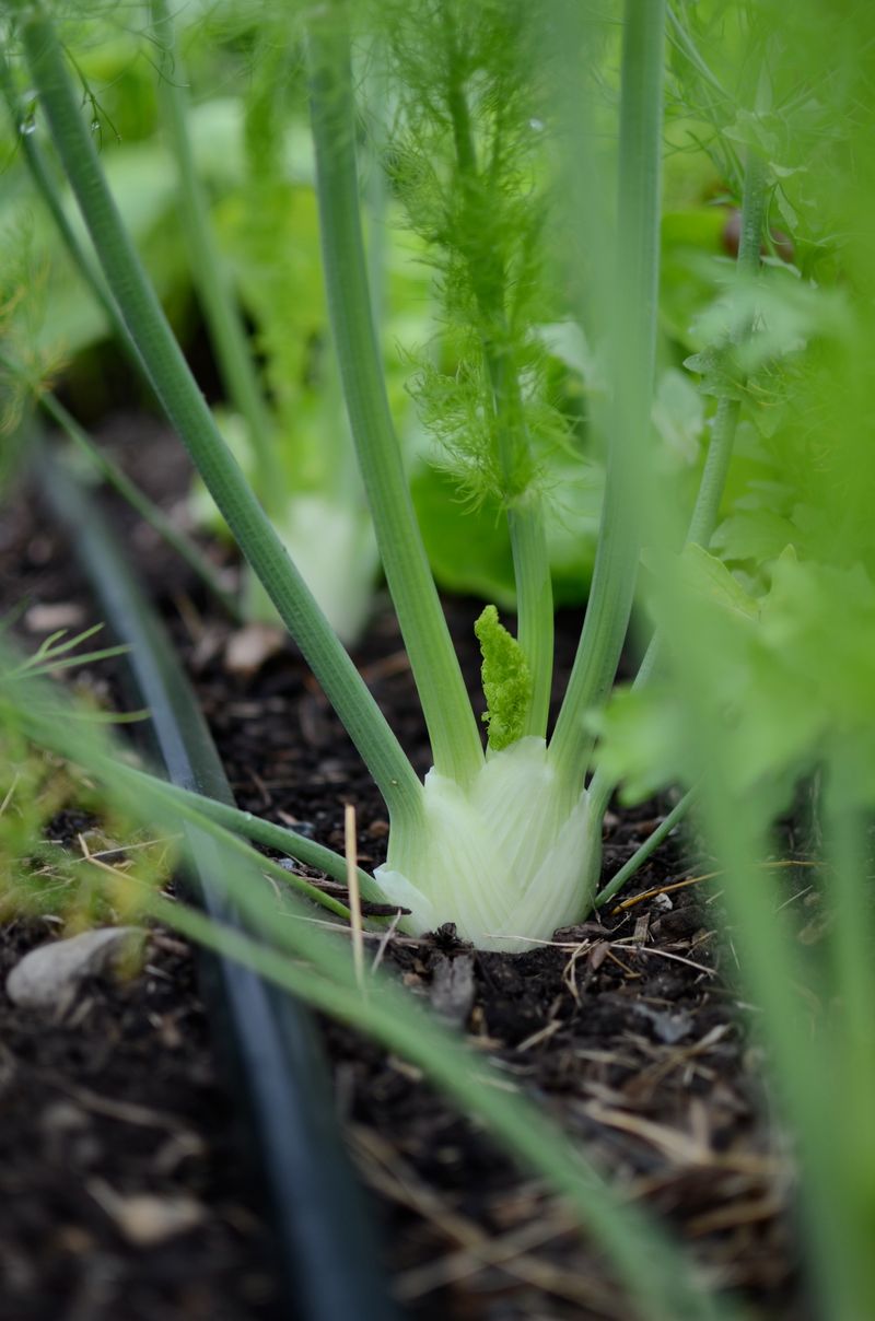 Fennel