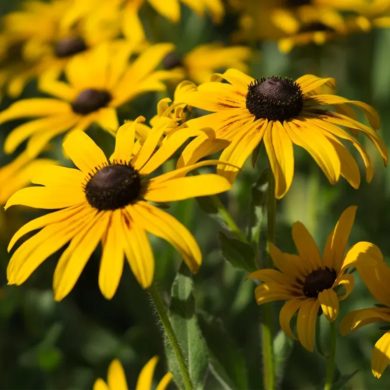 Black-eyed Susan