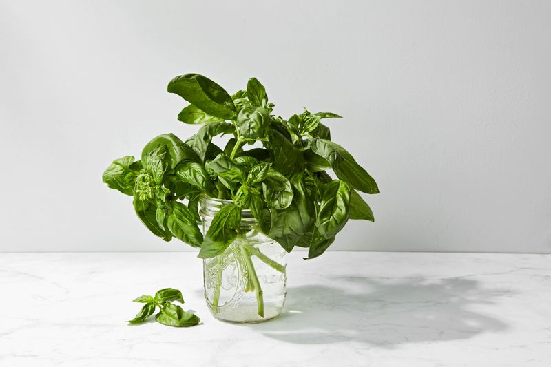 Basil