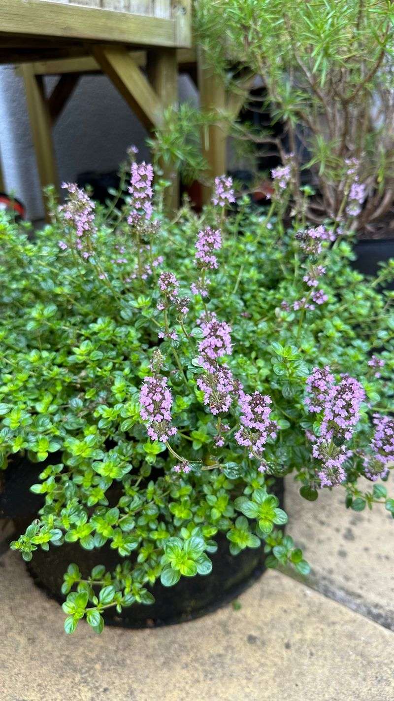 Thyme
