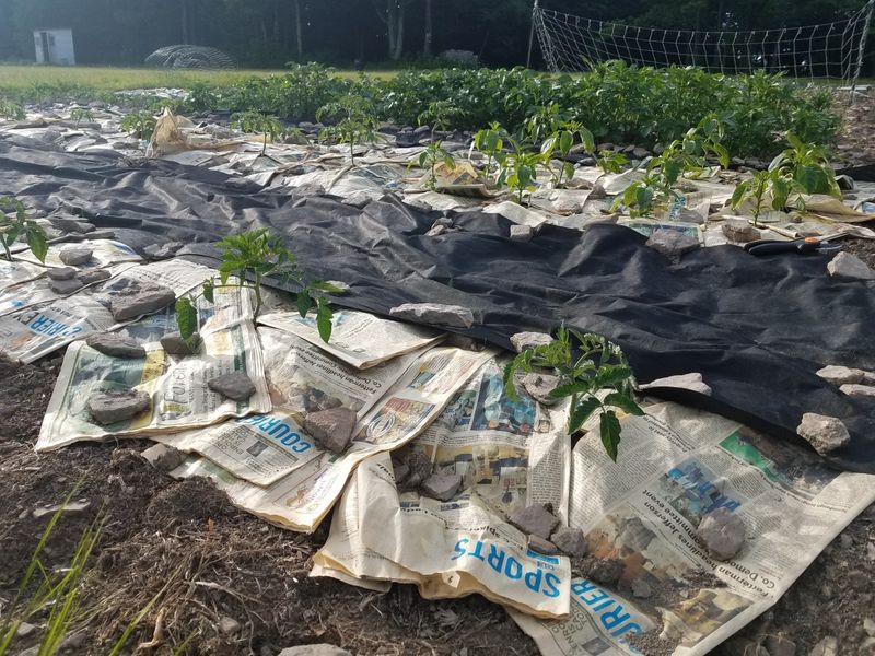 Mulching with Newspaper