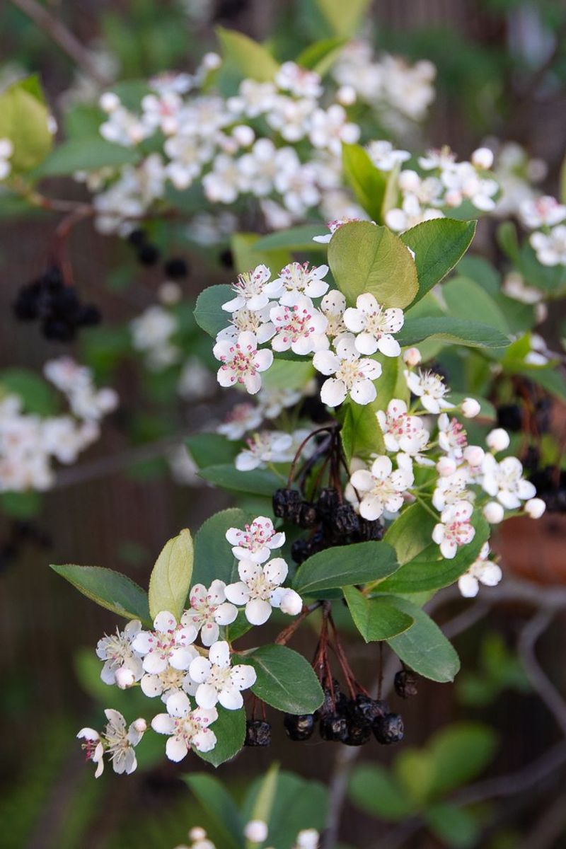 Aronia's Healthy Bounty