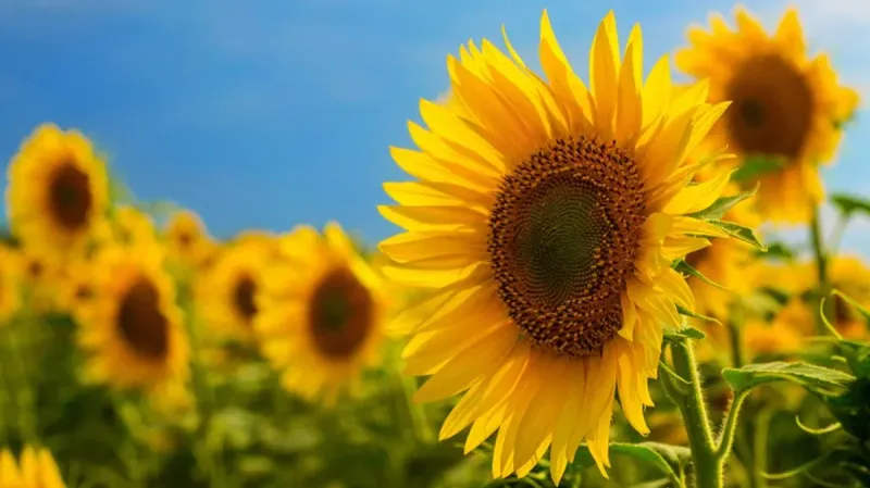 Sunflower (Helianthus annuus)