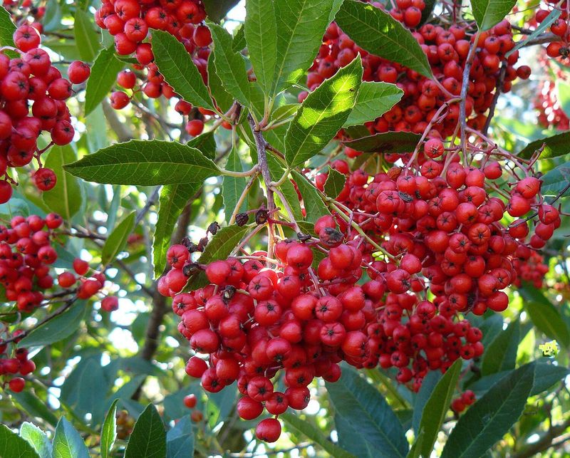 Toyon (Heteromeles arbutifolia)