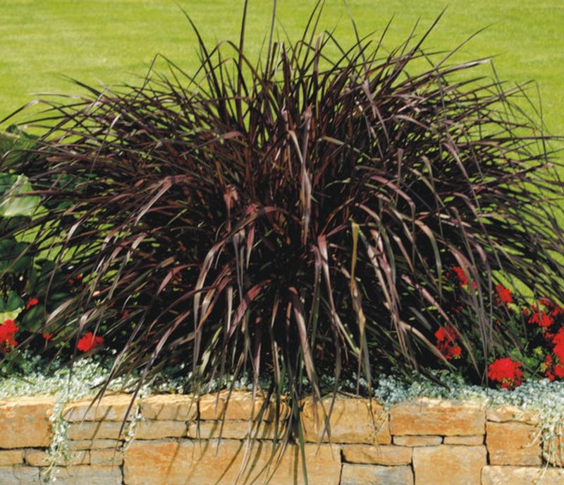 Pennisetum ‘Vertigo’ (Purple Fountain Grass)