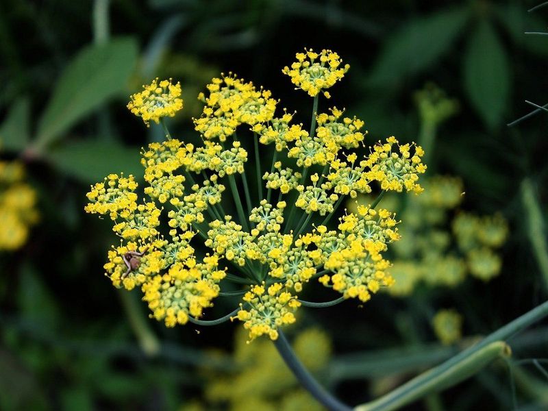 Fennel Flowers (Foeniculum vulgare)