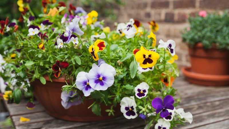 Playful Pansy Patch