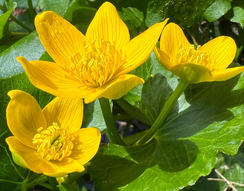 Marsh Marigold