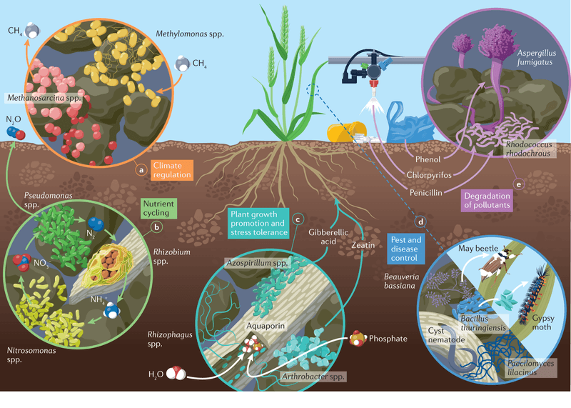 Enhance Soil Health with Microbes