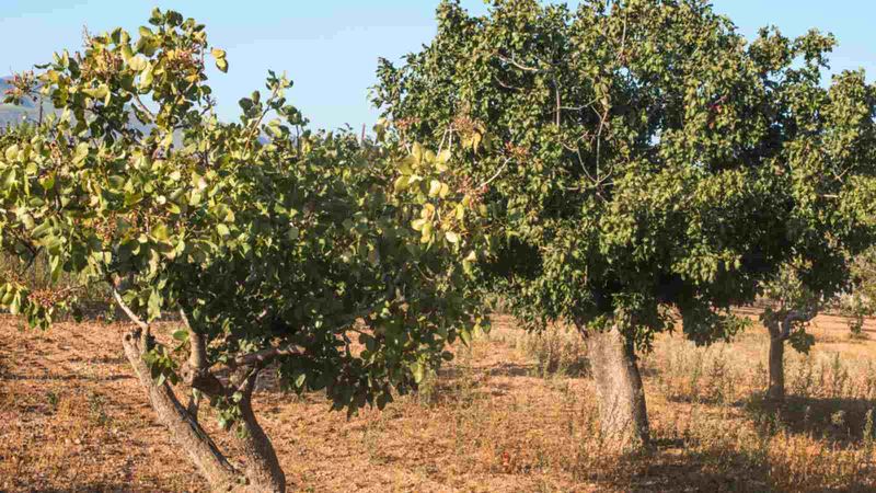 Slow Growth or No Nuts