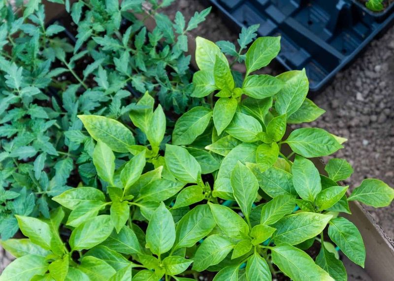 Incorporate Companion Planting