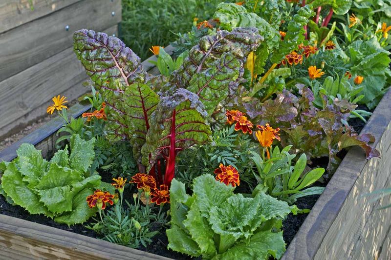 Consider Companion Planting