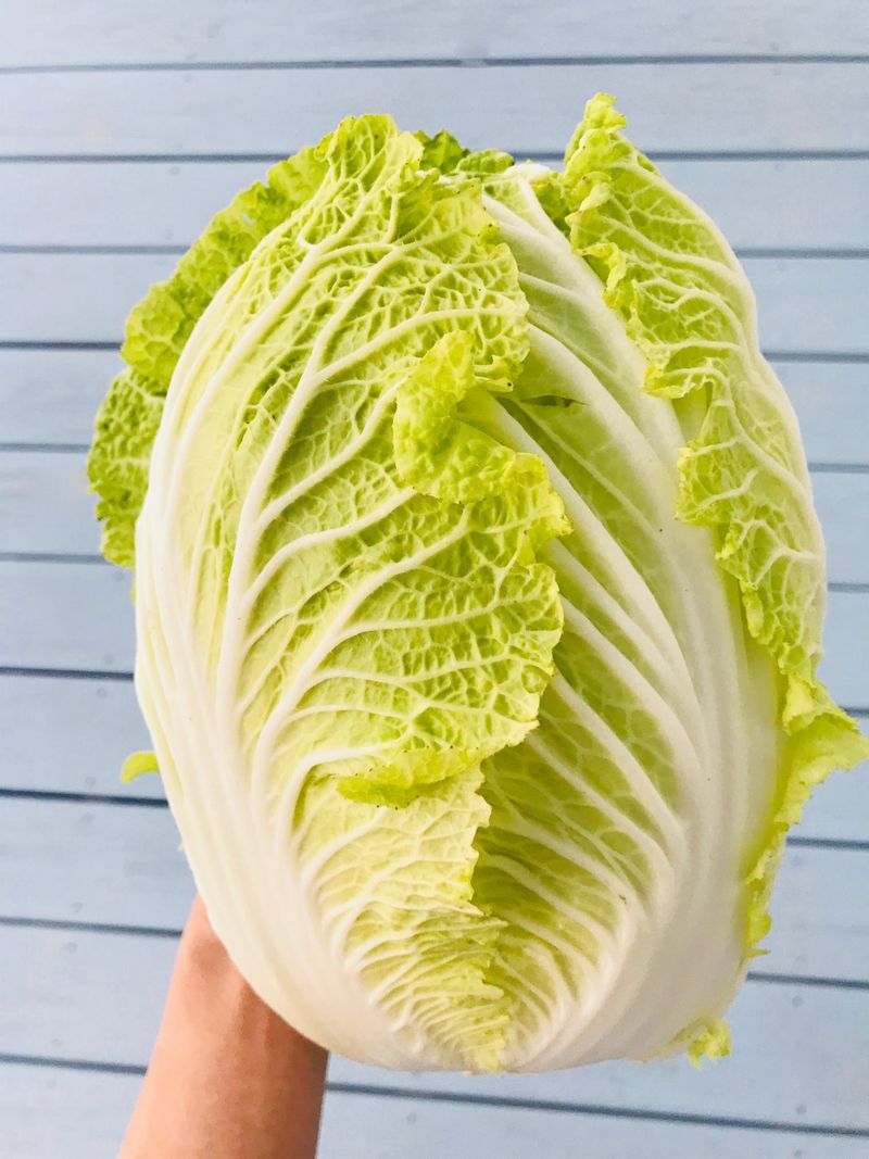 Napa Cabbage