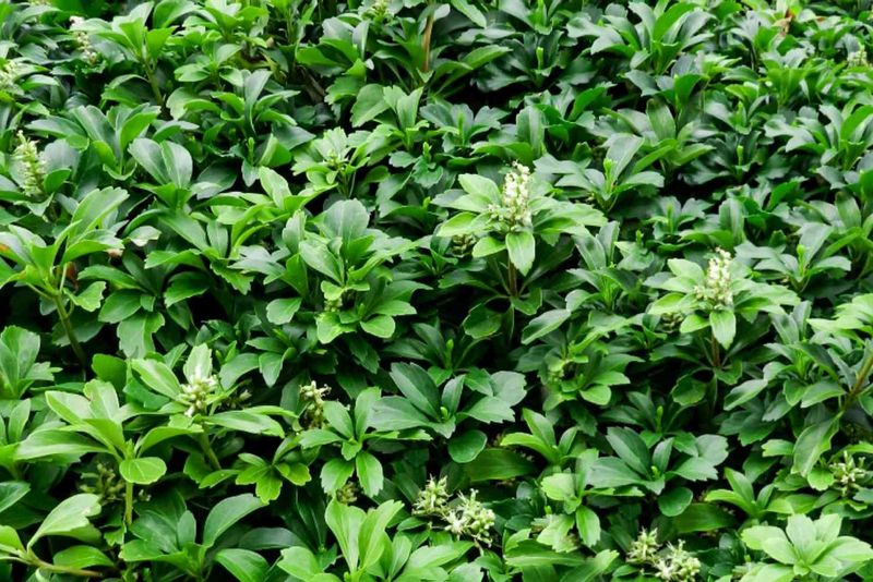 Pachysandra