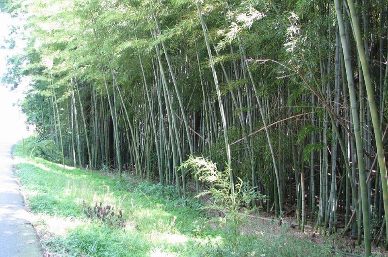 Bamboo