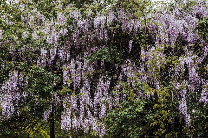 Wisteria