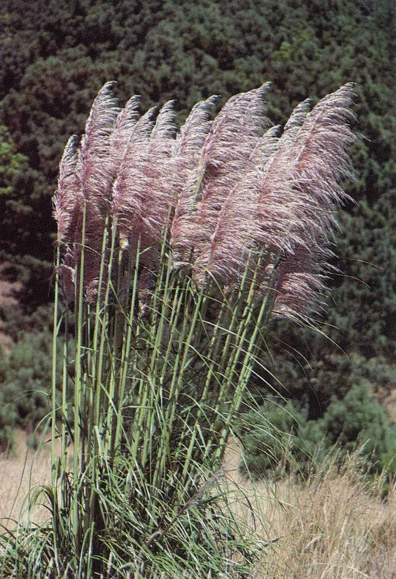 Tall Ornamental Grasses (Miscanthus, Pampas Grass)