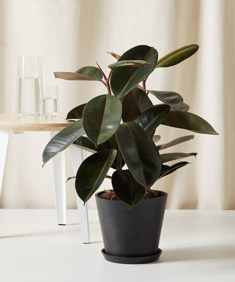 Rubber Plant (Ficus elastica)