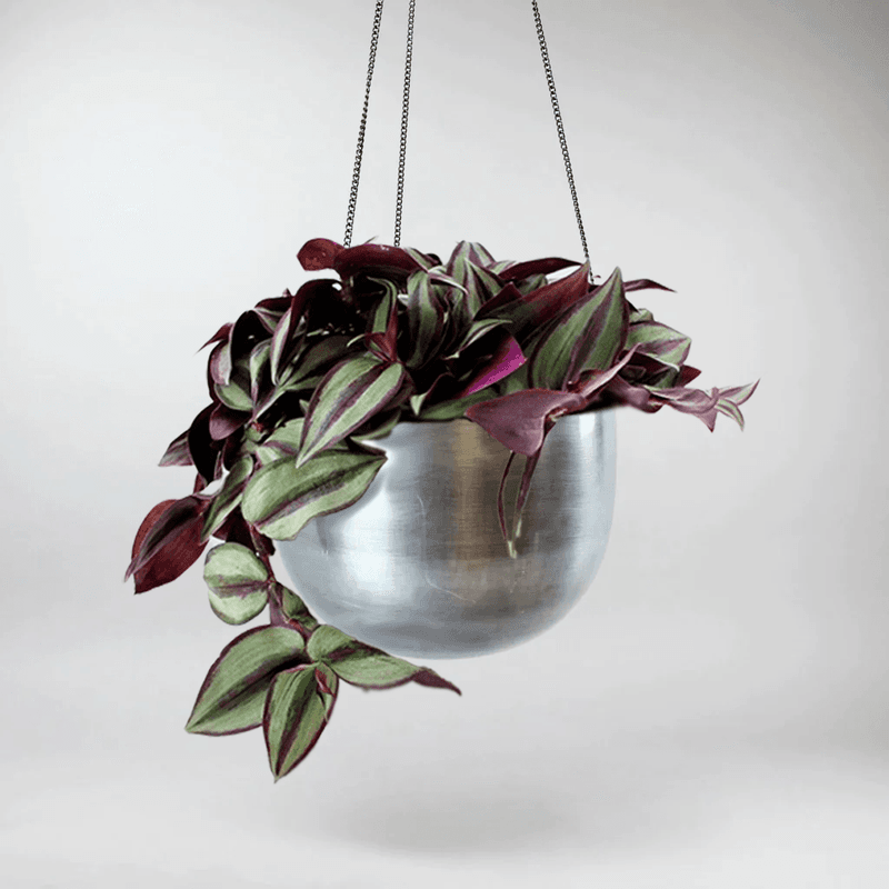 Tradescantia Zebrina (Wandering Dude)