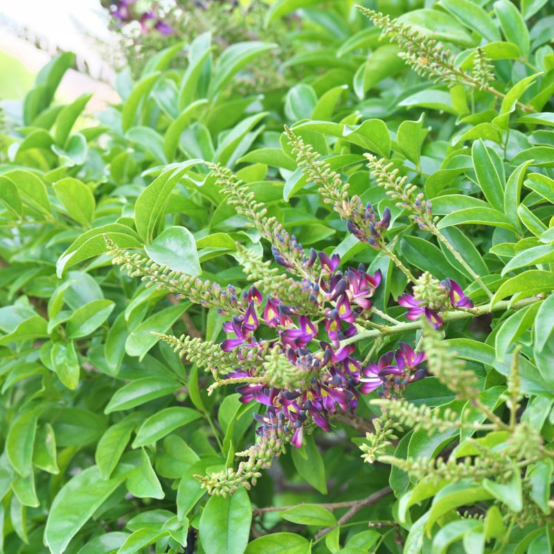 Cultivate Competitive Groundcovers