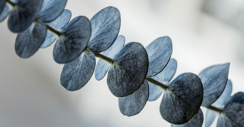 Boosting Immune System