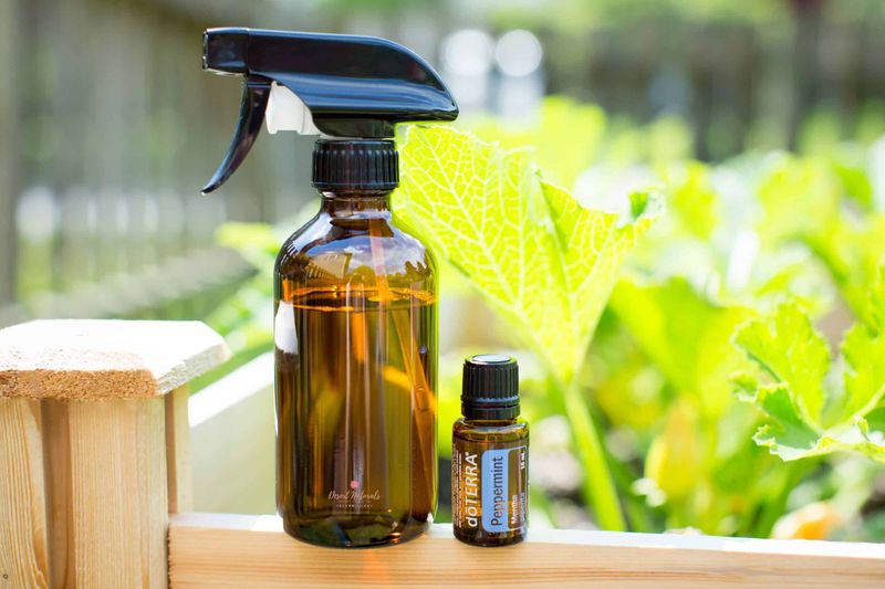 Using Essential Oils