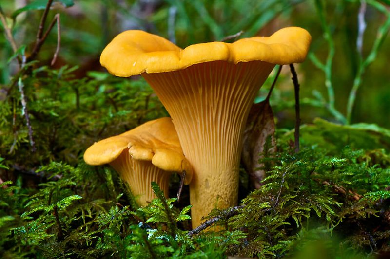 Chanterelle