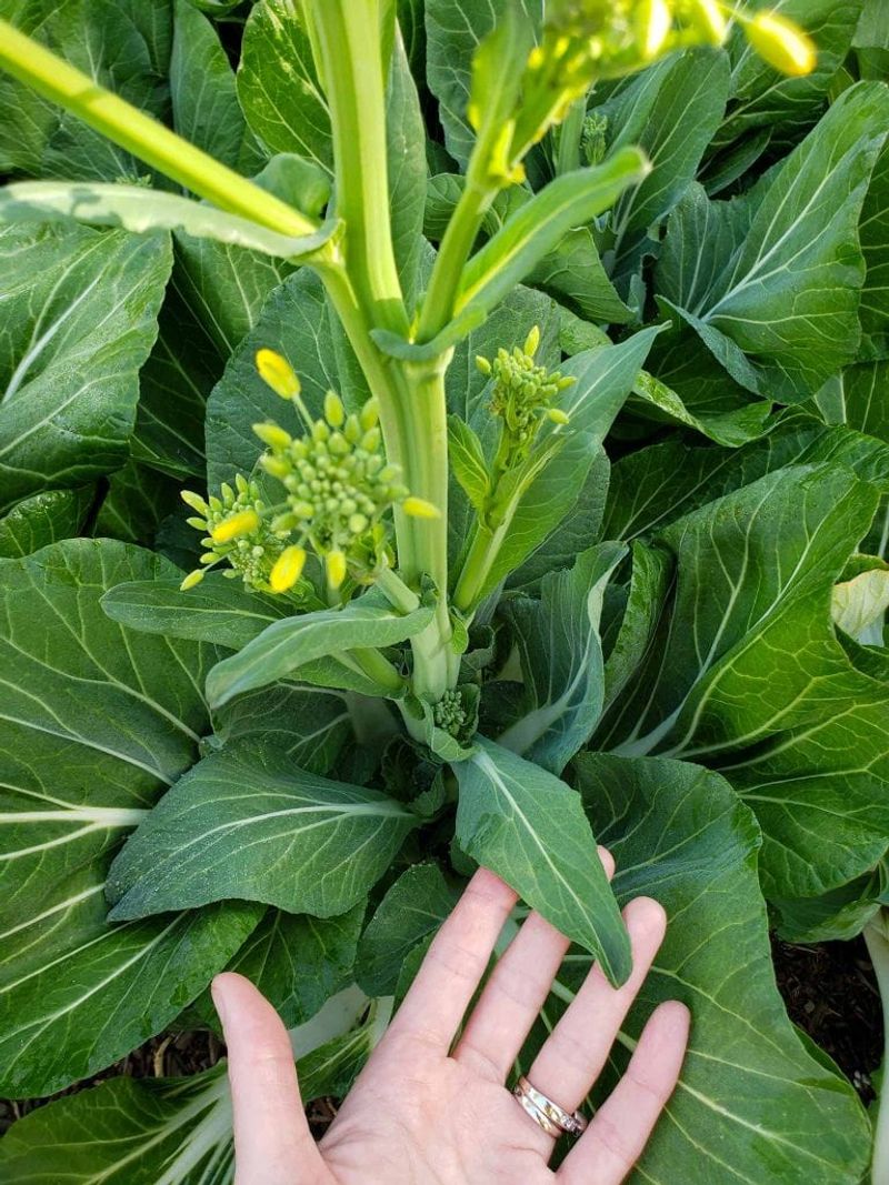 Regularly Harvest Leaves and Flowers