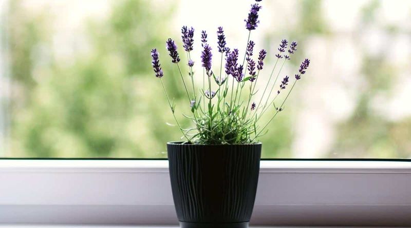 Watering Strategies for Indoor Growth