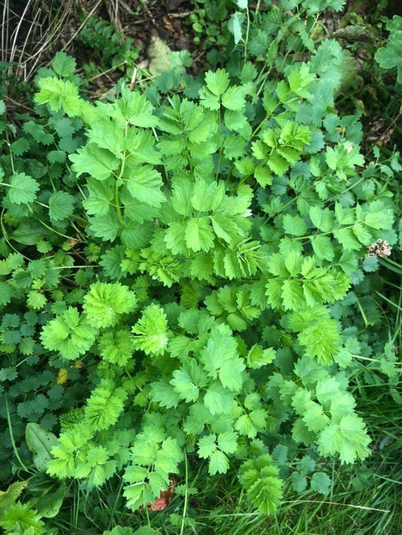 Salad Burnet (Sanguisorba minor)