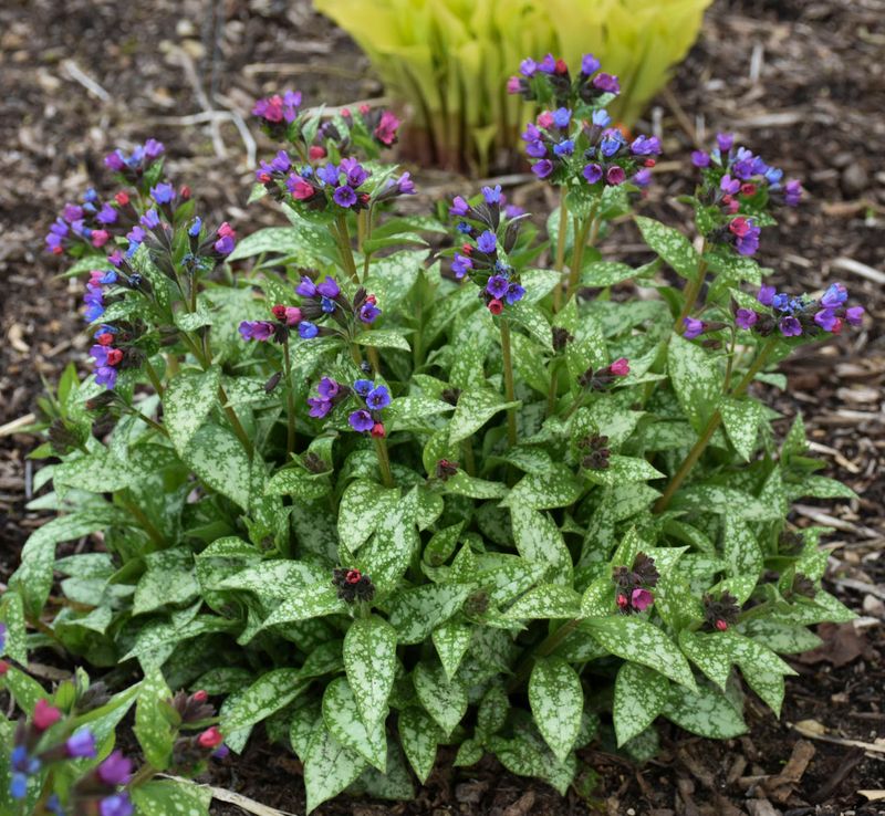 Lungwort (Pulmonaria)