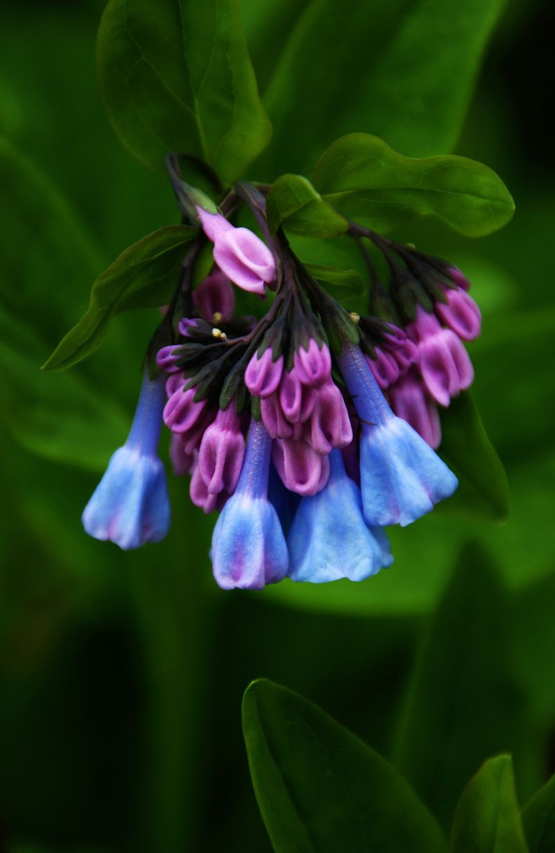 Virginia Bluebells