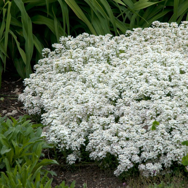 Candytuft