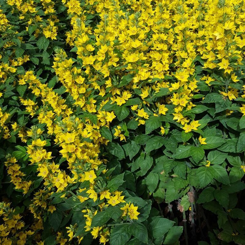 Lysimachia Punctata