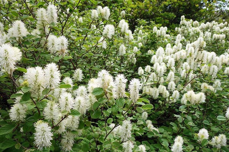 Fothergilla Major