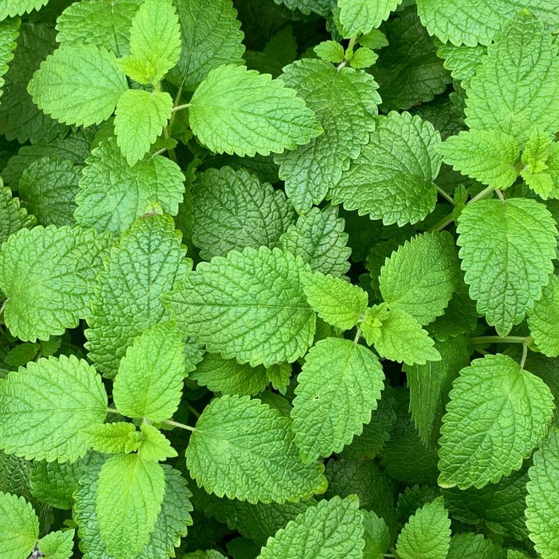 Lemon Balm