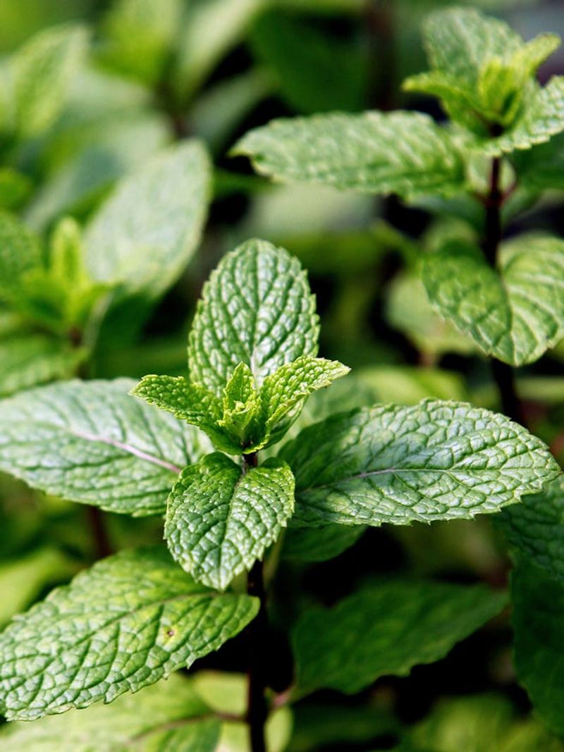 Peppermint