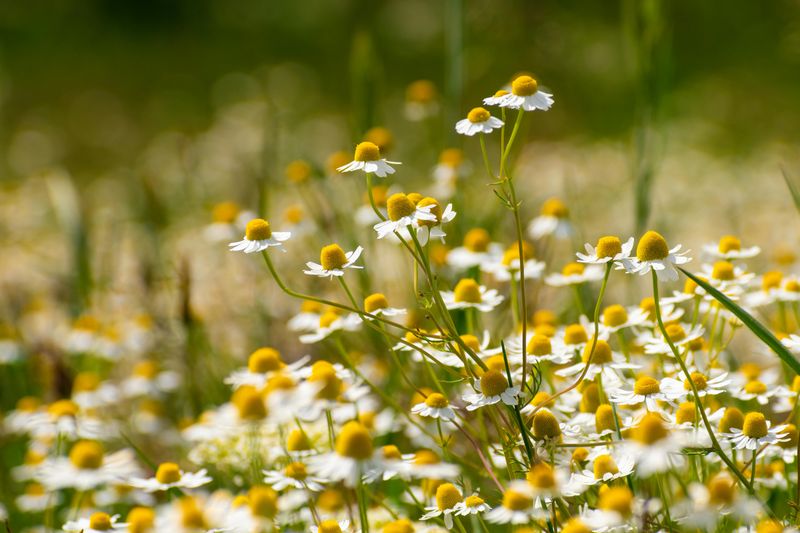Chamomile