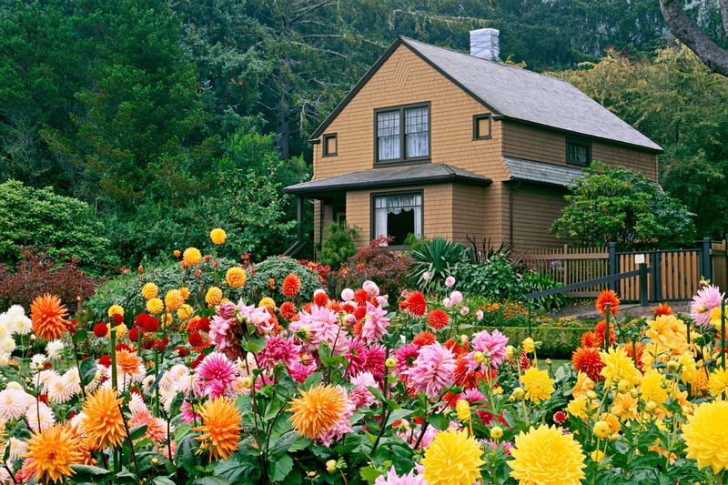 Dahlia (Dahlia spp.)